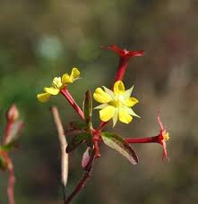 Image result for Ludwigia leptocarpa