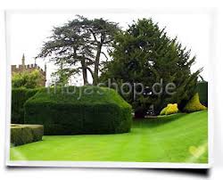 Dieser schnitt ist deshalb von bedeutung, weil bei einer ebenen auflagefläche der schnee von oben auf die hecke drückt und sie auseinander. Thuja Schneiden