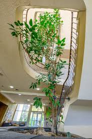 Image result for Ficus tremula