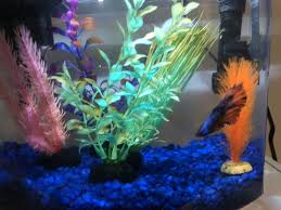 I have a male betta, and i clean his tank every week. Betta Tank Cleaning My Aquarium Club