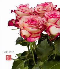 Home Rose Varieties Types Of Flowers Rose