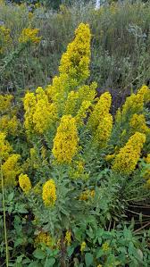 Image result for Solidago