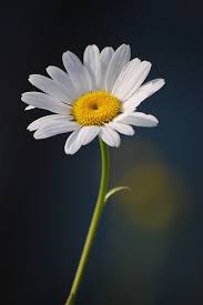 Single Daisy On Dark Blue Background Dark Blue Background Flowers Daisy