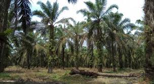 Penyebab penyakit tanaman kelapa sawit adalah beberapa jenis mikroorganisme seperti jamur (fungi), bakteri, dan virus. 5 Penyakit Yang Sering Terjadi Pada Tanaman Kelapa Sawit Sawitnotif