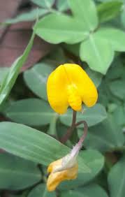 Image result for Arachis hypogaea