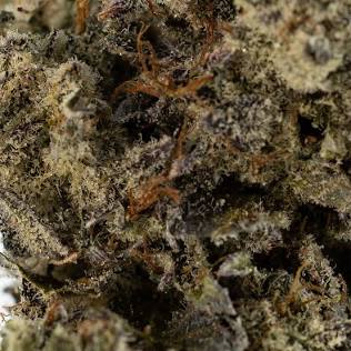 Macro view of resinous Donkey Butter trichome density, AI generated