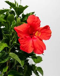 Image result for Hibiscus