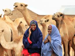They have a thick coat of hair that protects them from the heat in the day, and keeps them warm at night. Camel Milk Will Be Your Next Superfood Thanks To East Africa Quartz Africa