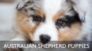 Quality australian shepherd puppies for sale in illinois. Australian Shepherd Puppies Youtube