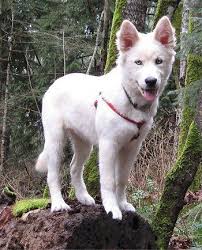 Golden retriever and siberian husky the golden husky is a stunning cross between a golden retriever and a siberian husky. White Goberian Golden Retriever Siberian Husky Mix Dogs Husky Mix Golden Retriever Husky