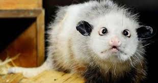 Take a sneak peak at the movies coming out this week (8/12) louisville movie theaters: Heidi The Cross Eyed Opossum Becomes A Star In Germany Cbs News
