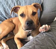 American Staffordshire Terrier Boxer Lab Mix