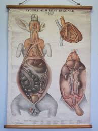 Vintage Rabbit Dissection School Chart Rabbithouses En 2020