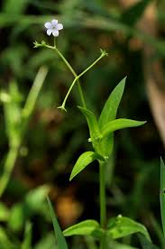 Image result for Pentodon