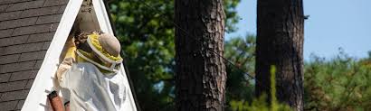 Bug man pest control is an experienced. Exterminator In Roanoke Rapids Nc Virginia Carolina Pest Management