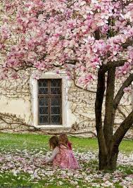È inoltre il primo film prodotto in technicolor a tre colori. Primavera Spring Fruhling Alberi Di Magnolia Alberi In Fiore Coltivare I Fiori