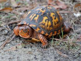Eastern Box Turtle For Sale Reptiles For Sale