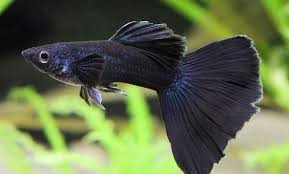 35 Different Types Of Guppies In The World With Beautiful Pictures Guppy Fish Guppy Tropical Fish