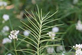 Image result for Asclepias albens