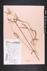 Image result for Pandiaka angustifolia