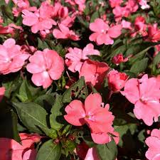 Image result for Impatiens salpinx