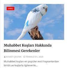 muhabbet kuslari hakkinda bilinmesi gerekenler animals parrot bird