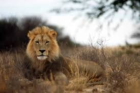 Effective Strategies For South African Traders