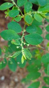 Image result for Phyllanthus friesii