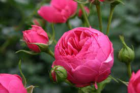 The company is one of the world's leading rose breeders and producers for cut roses and garden roses. Homepage Kordes