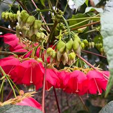 Image result for Dombeya kirkii