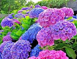This is a beautiful summertime plant that blooms flowers from late spring until the first frost. Hydrangea All Summer Beauty Macrophylla Degroot