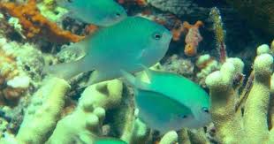 Black And White Heniochus New Coral Reef Fish Species Shows Rare Parental Care Behavior Among The Hundreds Of Species Of Damselfish Only A Few Protect And Care For Their Young A Newly Species Fish Marine
