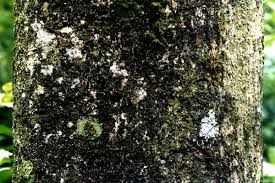 Image result for Polyscias fulva