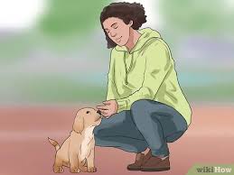 You've been training your dog all wrong. How To Train Your Dog To Not Run Away With Pictures Wikihow