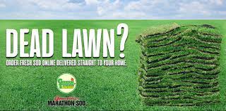 Dead Lawn? Buy Fresh Sod Online Today and Have It Shipped Directly To Your  Home! - Green Thumb Nursery