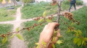 Абрикос. ПОЧЕМУ СОХНЕТ АБРИКОС. Что делать - YouTube