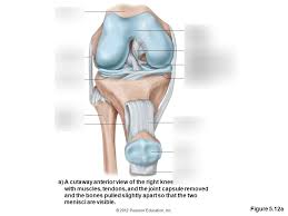 Check spelling or type a new query. Anterior View Of Knee Label Diagram Quizlet