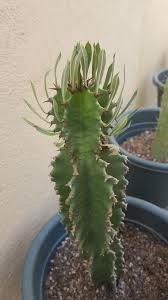 Maybe you would like to learn more about one of these? Help Id This Young Fella Seems Like Euphorbia Ingens Chocolate Drop Variety Seems Yet It Has 6 Ribs Instead Of The Normal 3 4 Thanks Cactus