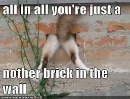 Check spelling or type a new query. Animal Comedy Pink Floyd Animal Comedy Animal Comedy Funny Animals Animal Gifs Cheezburger