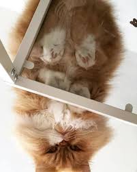 30 Adorable Cats Sleeping On Glass Tables Demilked In 2020 Cats On Glass Tables Cat Sitting Cute Cats