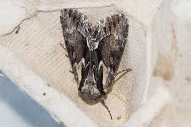 Image result for Hyppa rectilinea