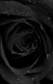 They are cute for your phone or instagram stories or highlight icons. Cute Black Wallpapers Wallpaper Cave