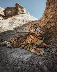 Suki Just Made It All The Way To Montreal Quebec We Will Be Spending A Week Exploring Here And Will Head To Germany On Fr Cats Kittens Cutest Gorgeous Cats