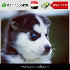 Egypt New Cairo Siberian Husky Pure Puppies 30 Days In Pictures Males And Females Available Superb Body Structure St Siberian Husky Husky Puppies