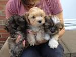Find Lhasa Apso puppies for sale - The Kennel Club