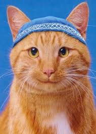 More Joy Less Oy Happy Hanukkah Cats Cute Cats Cute Animals