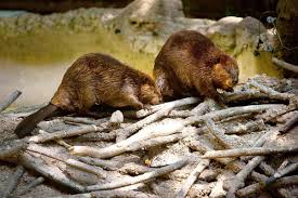 Looking For Love 12 Animals That Mate For Life Beaver Animal Tracks North American Beaver