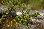 Image result for Clutia sessilifolia