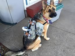 Fallout 4 Dogmeat Costume Halo Costume And Prop Maker Community 405th Fallout 4 dog armor | armor for dogmeat location. fallout 4 dogmeat costume halo