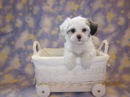 Parti Colored Maltipoos Tiny Toy And Teacup Black And White Puppies Maltipoo Puppy Cute Puppies